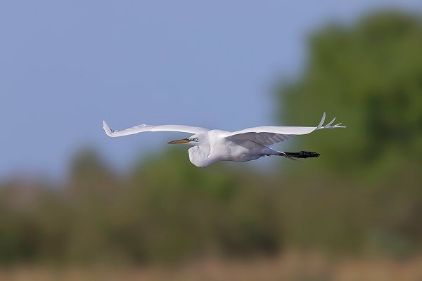 Jones, Adam 아티스트의 Great Egret flying Stick Marsh-Florida작품입니다.